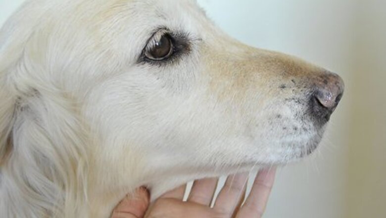 How to Diagnose Canine Periodontal Disease