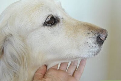 How to Diagnose Canine Periodontal Disease