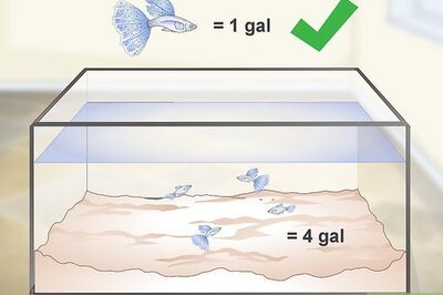 How to Keep Guppies Healthy