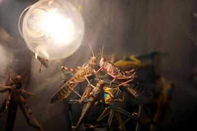 Swarms of Locusts Take an Unusual Route, Enter Jaipur's Residential Areas