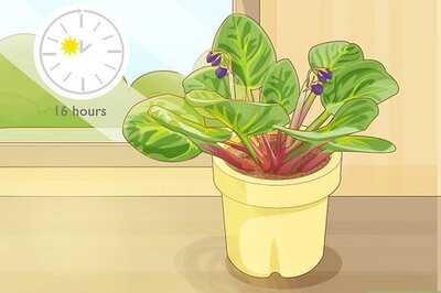 How to Get African Violets to Bloom