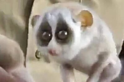 Tamil Nadu Welcomes India’s First Slender Loris At Kadavur Sanctuary