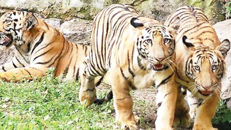 Hyderabad: School students adopt tiger