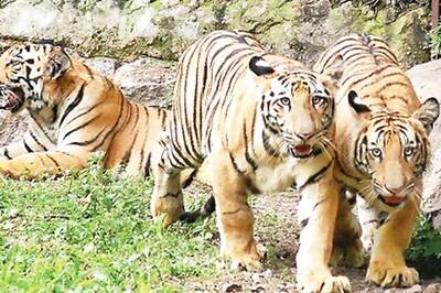 Hyderabad: School students adopt tiger