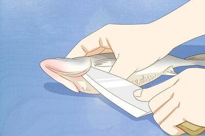 How to Fillet a Fish