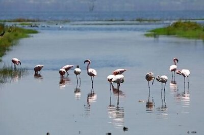Long-missed Pink Flamingos Return To Kenya's Lake Nakuru