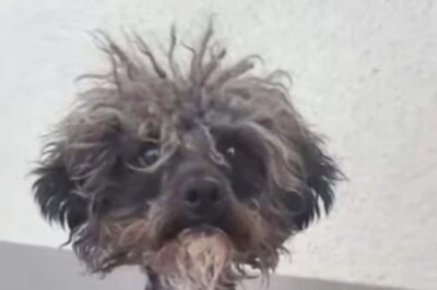 Stray Dog's Massive Transformation After Adoption Leaves Internet Impressed