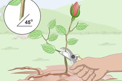 How to Take Rose Cuttings