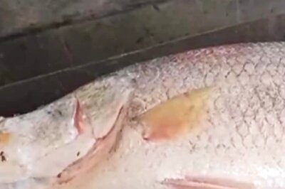 Fisherman Catches Pulasa Fish Weighing 15 Kg From Godavari River, Sells For Rs 9000