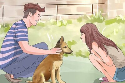 How to Involve a Dog in Pet Therapy Work