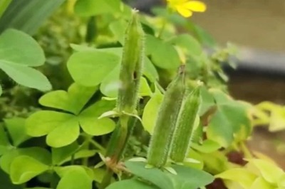 Watch: Wood Sorrel Plant Throws Seeds When Touched