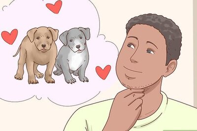 How to Breed Pit Bulls
