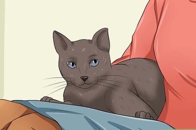 How to Make Your Cat Love You