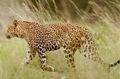 Leopard strays into Mumbai school