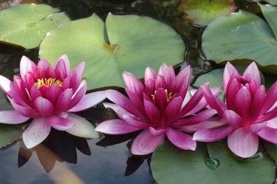 Ponds To Profits, How Cultivating Lotus Can Yield Farmers Higher Returns