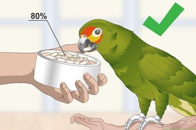 How to Feed an Amazon Parrot