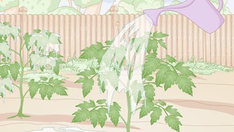 How to Prevent Spider Mites