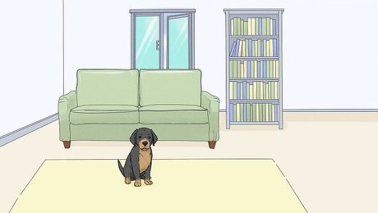 How to Teach Your Dog to Drop It