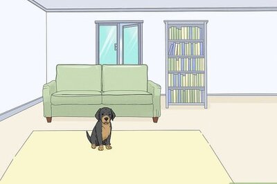 How to Teach Your Dog to Drop It