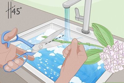 How to Keep Hydrangeas Alive