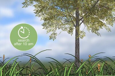 How to Find a Yellow Jacket Nest