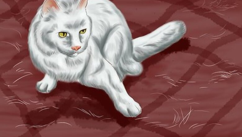 How to Know if Your Cat Is Shedding More than Normal