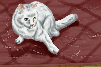 How to Know if Your Cat Is Shedding More than Normal