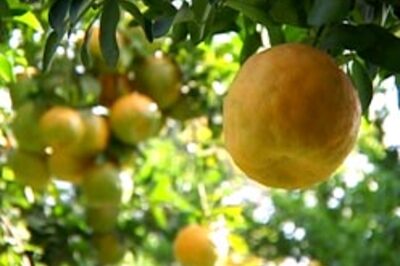 Have oranges, keep heart disease away