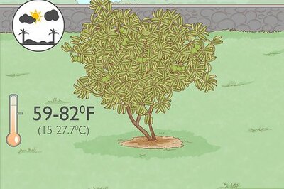 How to Grow a Guava Tree