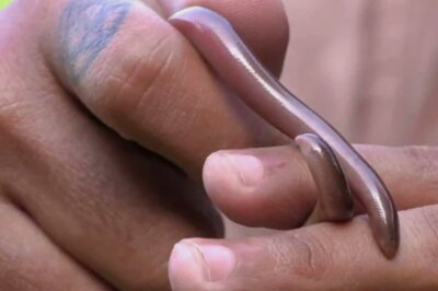 All About Brahminy Blind Snakes, The Serpent That Looks Like Earthworms