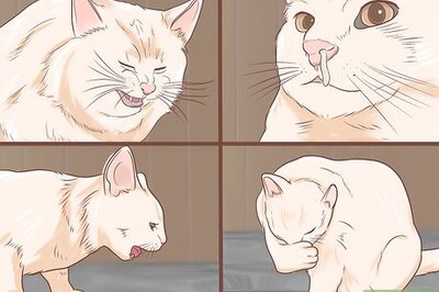 How to Clear Respiratory Foreign Bodies from a Cat