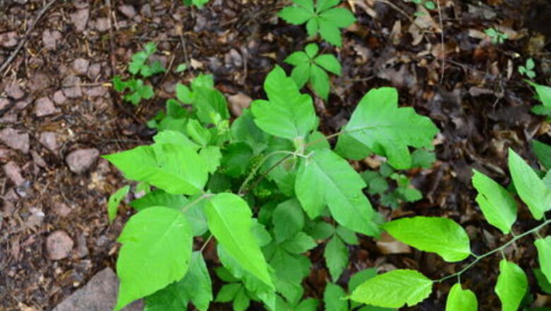 How to Prevent Getting Poison Ivy or Poison Oak