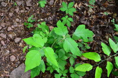 How to Prevent Getting Poison Ivy or Poison Oak