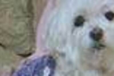 Lucky dog: Rs 600,000 award for the lost pet