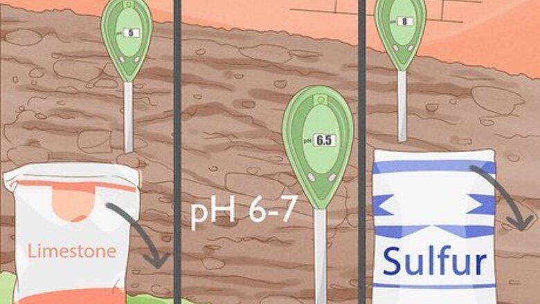 How to Plant Bulbs in Grass