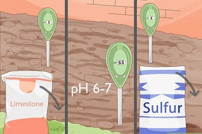 How to Plant Bulbs in Grass