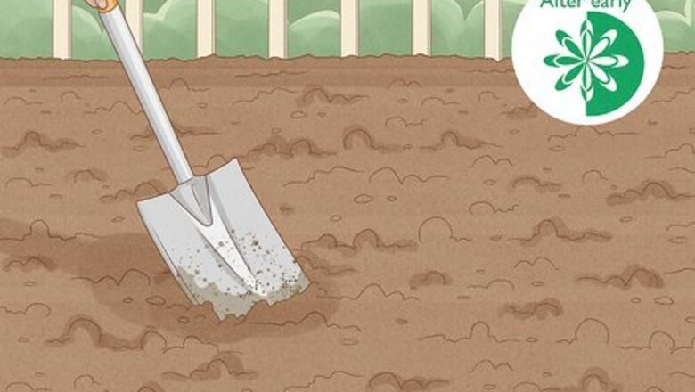 How to Plant Marigolds