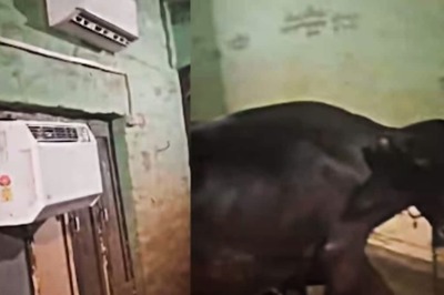 Watch: ACs Installed In Shed To Save Buffaloes From Scorching Heat