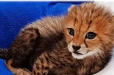 India’s First-born Cheetah Cub Year Old in Captivity, But Chances in the Wild 'Slim', Say Experts