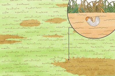 How to Get Rid of Grubs in Your Lawn: Treating and Preventing Them