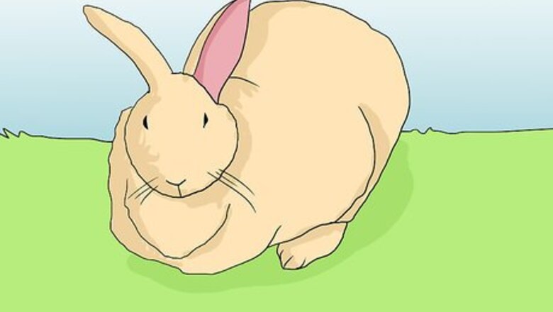 How to Help an Overweight Rabbit Lose Weight