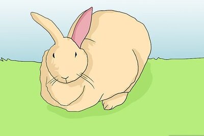 How to Help an Overweight Rabbit Lose Weight