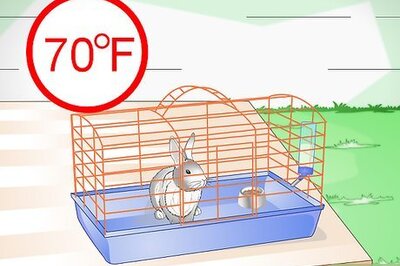 How to Keep Pet Rabbits Cool