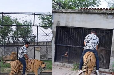 Pakistani Man Casually Rides Tiger In Viral Video, Internet Says 'Not Funny'
