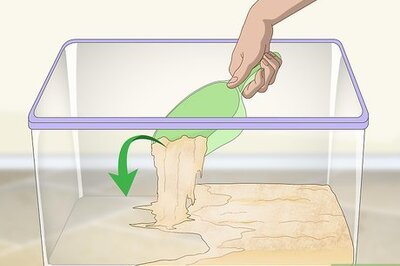 How to Breed Isopods