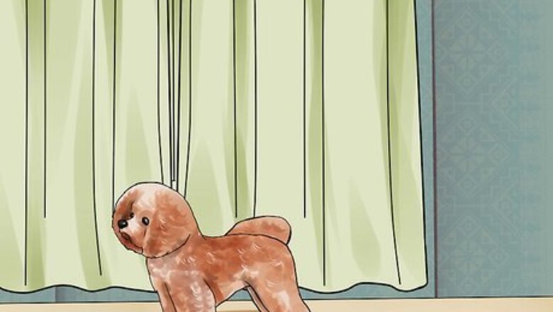 How to Help a Dog Overcome a Fear of Fireworks or Thunder