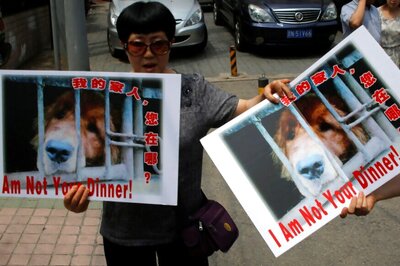 Chinese Calls for a Ban on Dog Meat Festival