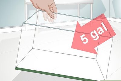 How to Take Care of a Purple Thai Devil Crab