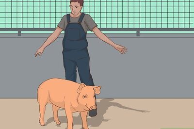 How to Hogtie a Pig