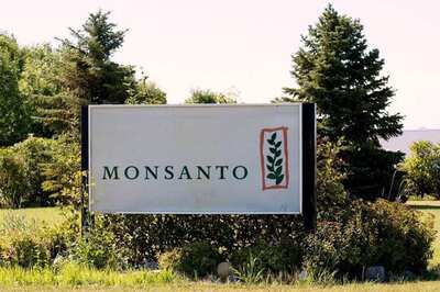 Monsanto Patent Victory On GM Cotton Seeds Expected To Step Up Biotech Investment in India
